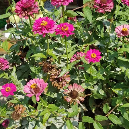 La Corte Delle Rose Ub * Ub