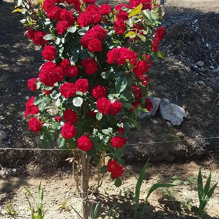 度假居 La Corte Delle Rose Ub Ub