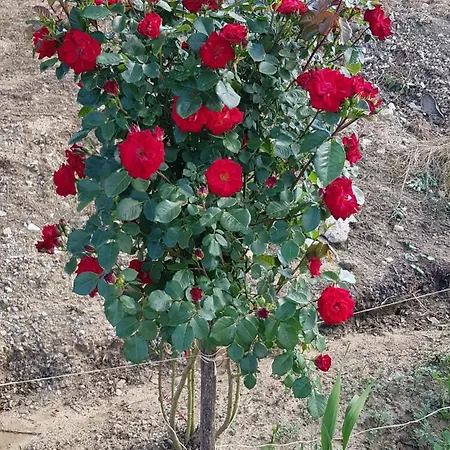 La Corte Delle Rose Ub 度假居