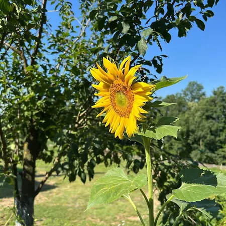 度假居 La Corte Delle Rose Ub Ub