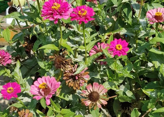 La Corte Delle Rose Ub * Ub