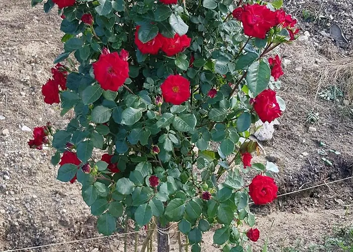 La Corte Delle Rose Ub 펜션